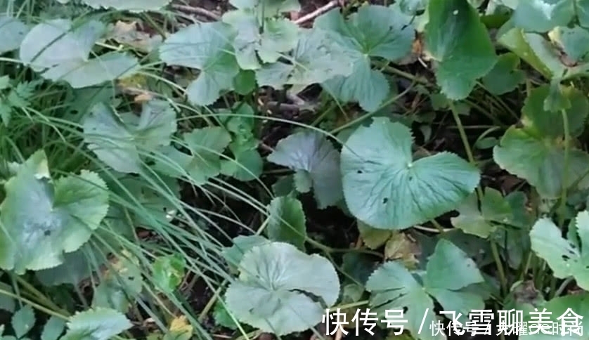 疾病|树丛中的这种野草，人称“葫芦七”能吃能用，老中医咳嗽都用它