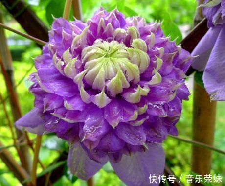 阳台养这几朵花，花开不断，开花幽香暗淡，个个开花漂亮