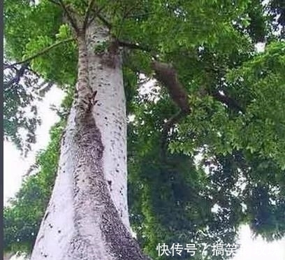 铁桦树|世界上最硬的木材,比普通钢铁硬一倍,用作金属的代用品!