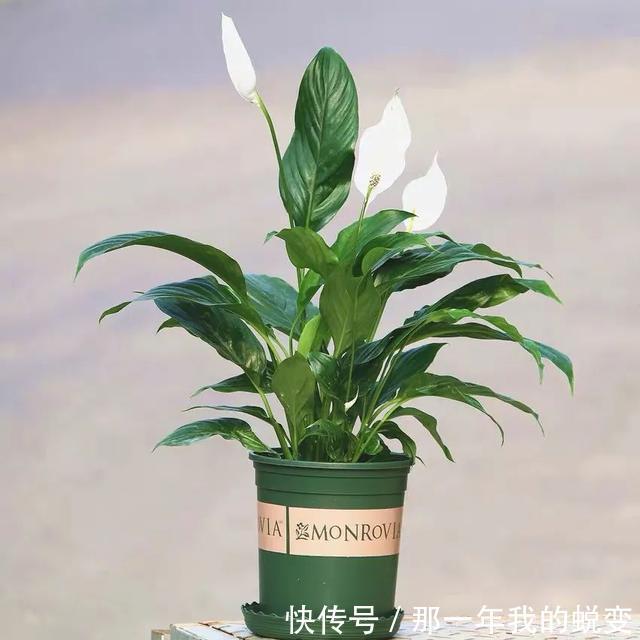 1月养白掌,做好这5件事,叶子、花朵却像一只只小帆船