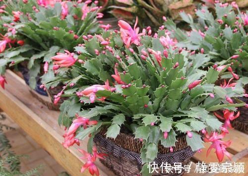 新手|3种花,现在养一盆正当时,叶油绿开花美,新手也能轻松驾驭!