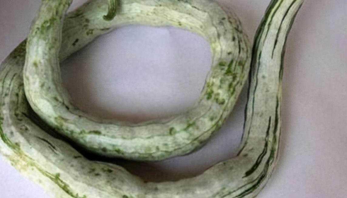 長壽老人愛吃3種食物,補充營養、滋潤肌膚,好吃又健康!