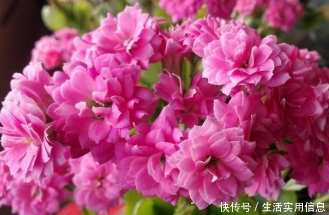 长寿花|长寿花很难开爆盆，“4种”技巧掌握了吗学会了，花朵惊艳美丽！