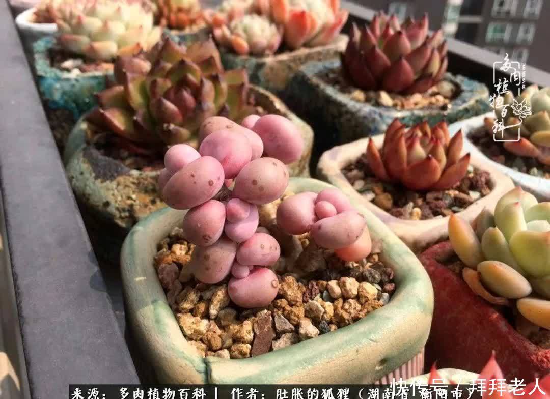 养多肉，我们到底养的是什么？