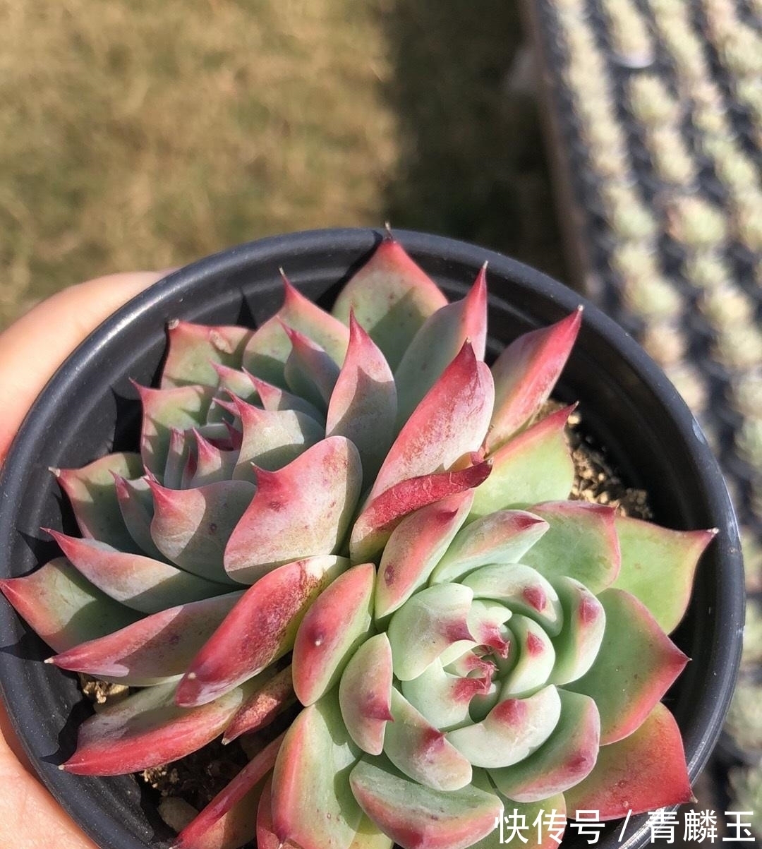 几款大众多肉,适合新手,春天可以入手,放在露台很快出状态