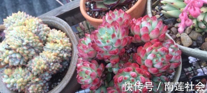 哪些因素会影响到多肉蓝苹果出状态?此3点,不容忽视!