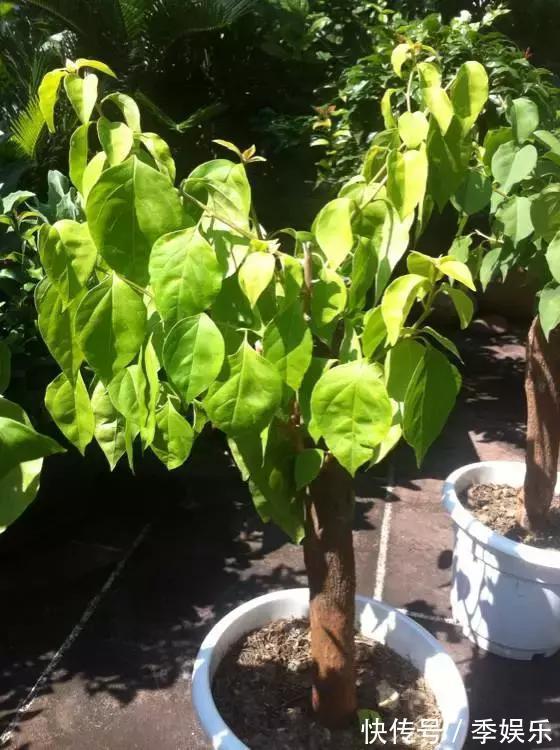 三角梅买回家以后,简单3步操作,30天花朵爆盆,小白都能养好