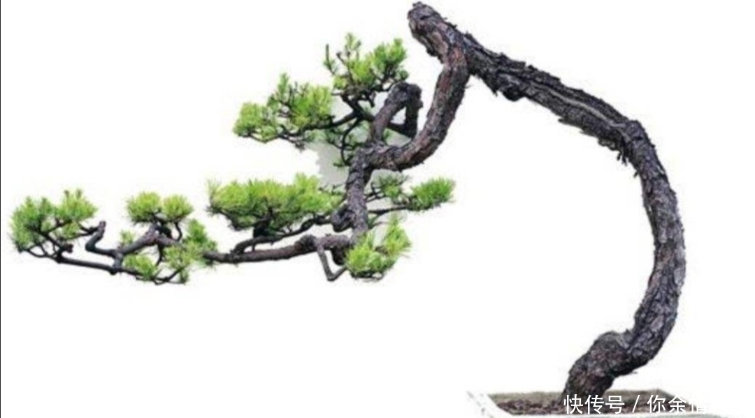 小叶榔榆|野外4种树,苍劲嶙峋,树姿优美,常被用来制作盆景