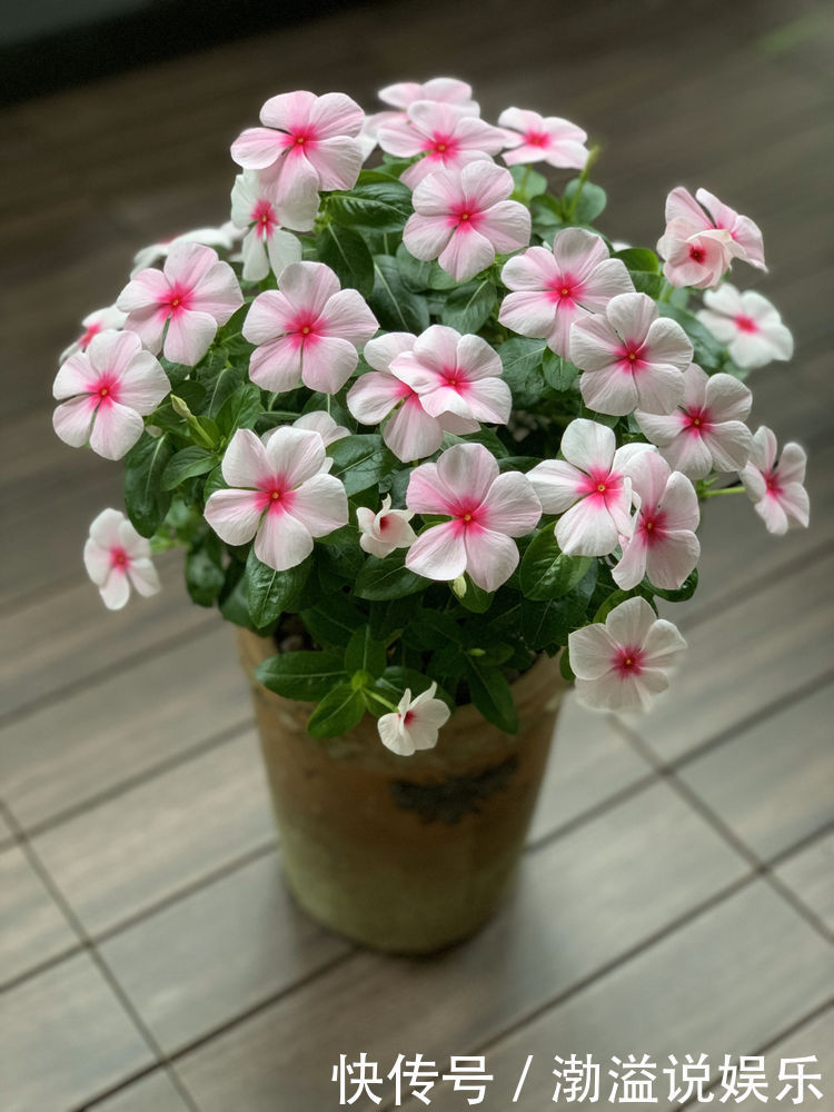 紫罗兰|“牡丹名品”岛大臣,花色红颜,花枝招展,堪称养花必备