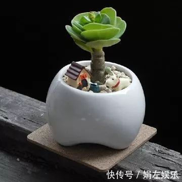 8种与“财”有关的植物,家里养几盆,招财旺宅,人人都喜欢!