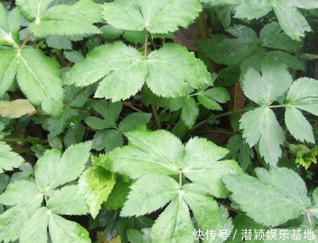 药食两用的传统草药,在国内少有人知,在日本却被人们大力追捧