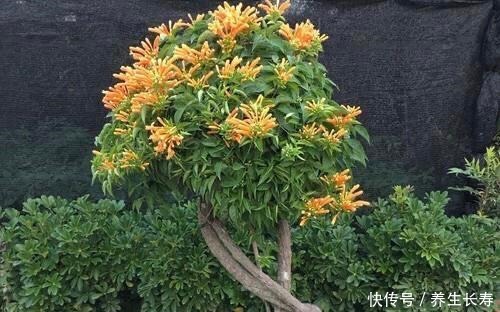 一种花,喜庆好养、易繁殖,开花鲜艳夺目,一次能开1000朵!