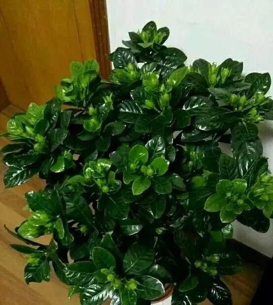 植株|栀子、茉莉喜欢“酸水”,每月浇一次,叶子翠绿、再不黄叶