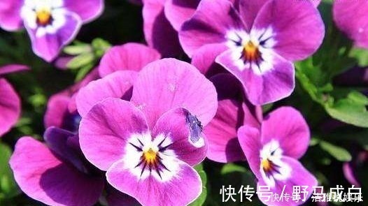 几款艳丽的花卉,漂亮又好闻,开花勤还爱爆盆