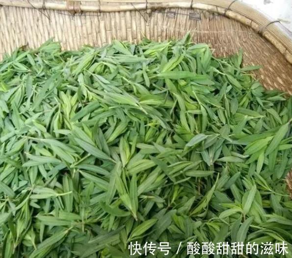 野菜|农村一种“野草”,两小时“掐”一篓子,能包包子,城里卖60一斤