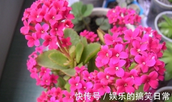 养花不选长寿花,如同不会养花,秋季做好几件事,花开鲜艳多姿