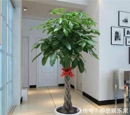 打理|适宜客厅养的3种耐旱花,30天浇一次,茎壮花爆盆,叶子巴掌大