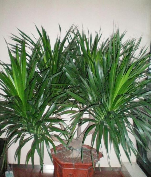 盆栽 龙血树 这样养 剑拔弩张 不发软 大气 壮观 好运道 快资讯