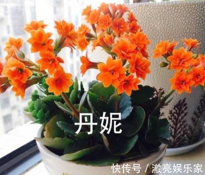 爆盆|养长寿花，按照“季节”合理“晒太阳”，新芽多，开花就爆盆