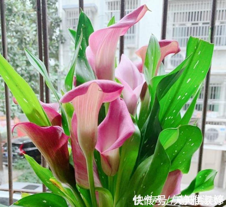 蝴蝶兰|4种花，美得“倾国倾城”，花开香飘溢满屋，阳台变温馨花园