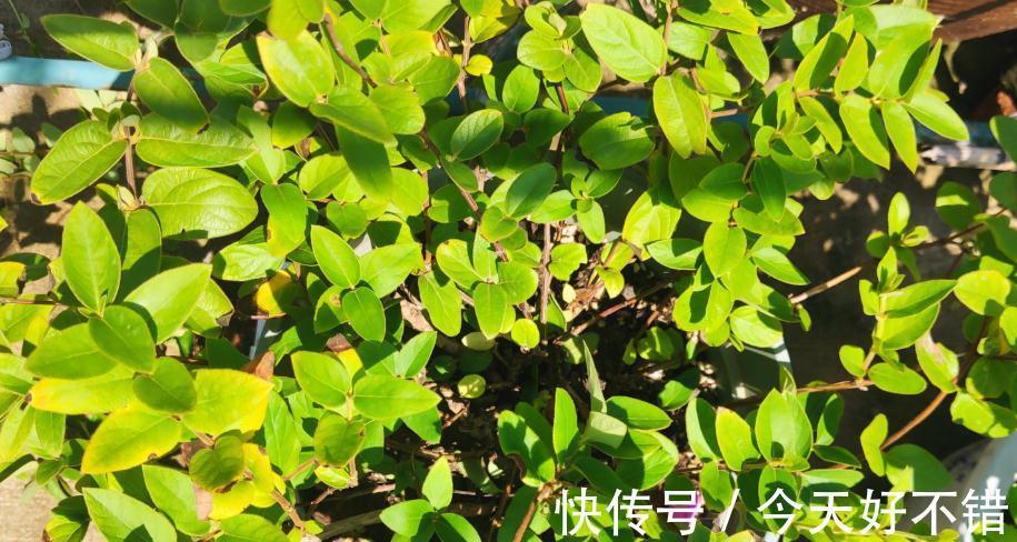 金银花大面积黄叶，黑尖，您可能不知道影响因素有这么多，要重视