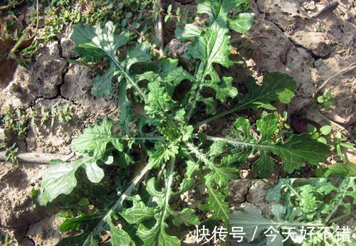 胡菜|田岸上的野草比海鲜还要鲜美,春天吃它赛人参,农民千万别扔
