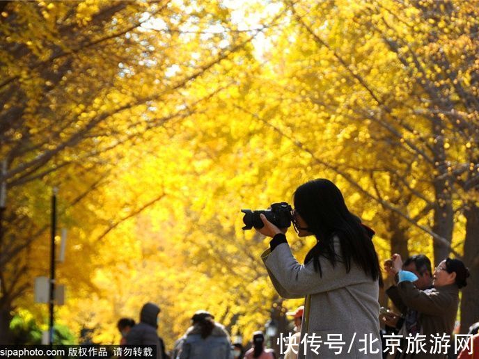 线路|跟着打卡！“叶落的季节—漫步北京”14条赏银杏品文化线路来了