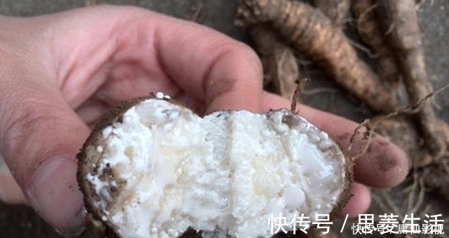 块根|见到此草尽量移植,别铲除,因为块根很珍贵,70元一斤