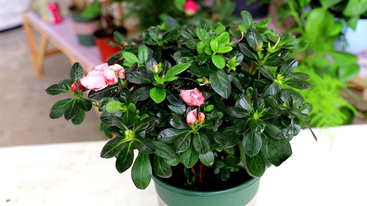 光照|养杜鹃花,掌握住换盆、浇水、光照技巧,新人盆栽一样年年开花