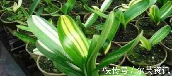 君子兰长太慢快去请“它”来帮忙,不只长新叶还能爆“侧芽”!