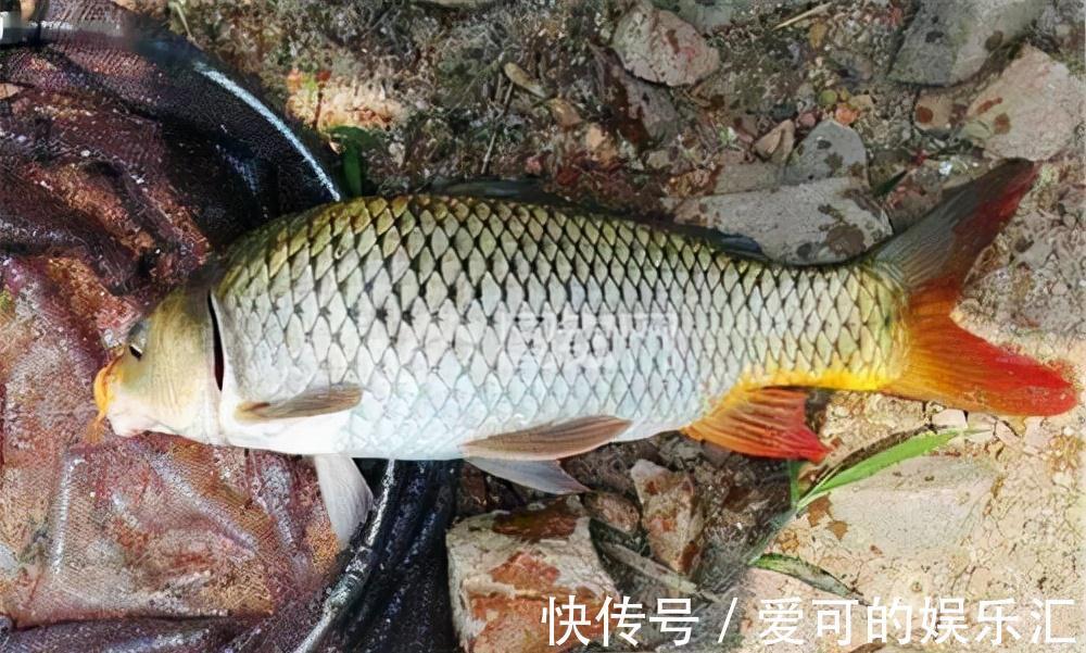 一说冬钓,就是鲫鱼,试试这几种目标鱼,冬季给口也很好