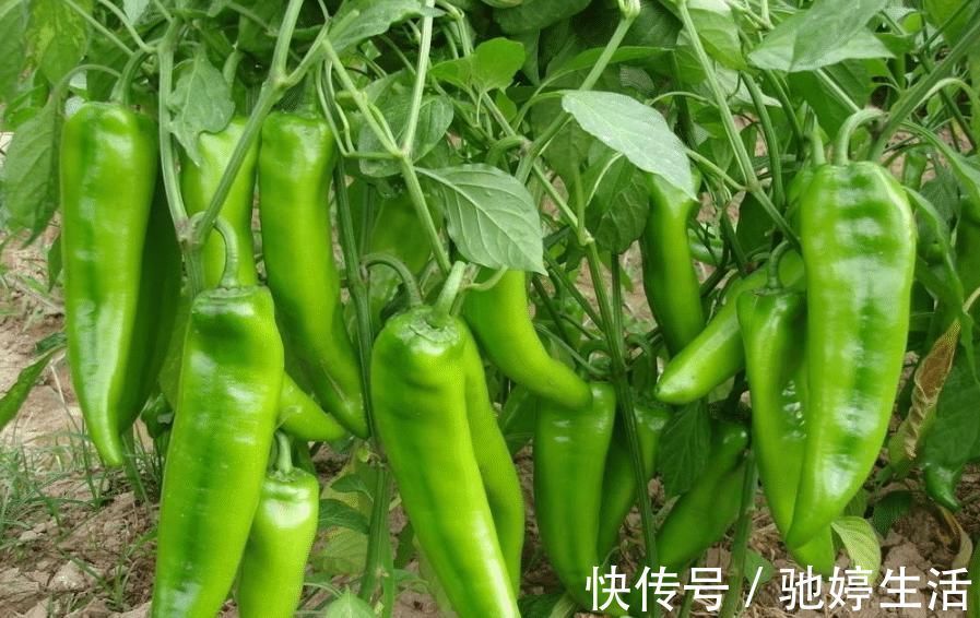 青椒炒牛肚|买青椒,怎么区分辣的和不辣的?菜农教您一招,以后别再乱买了