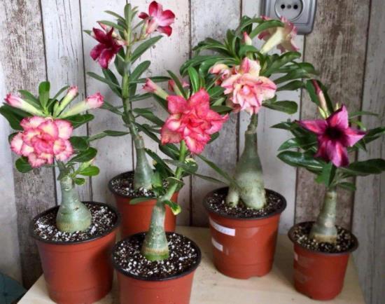 仙人球|5种“耐旱花”,浇水多了就烂根,特别是冬季,断水才能安稳度过