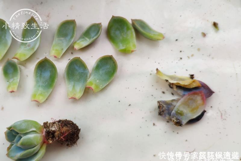 一个小细节,关系多肉安全度夏,这事做得早,肉肉夏天没烦恼