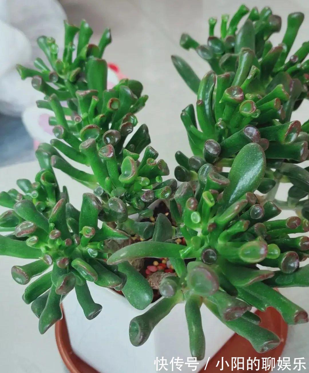 玉树能吸财，叶子长成存钱筒，太阳一晒红彤彤