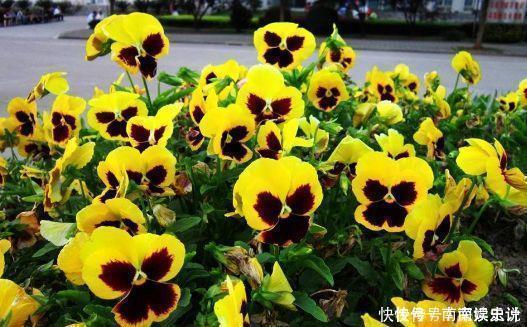 适合阳台养的4种花,周年开花,花多易爆盆