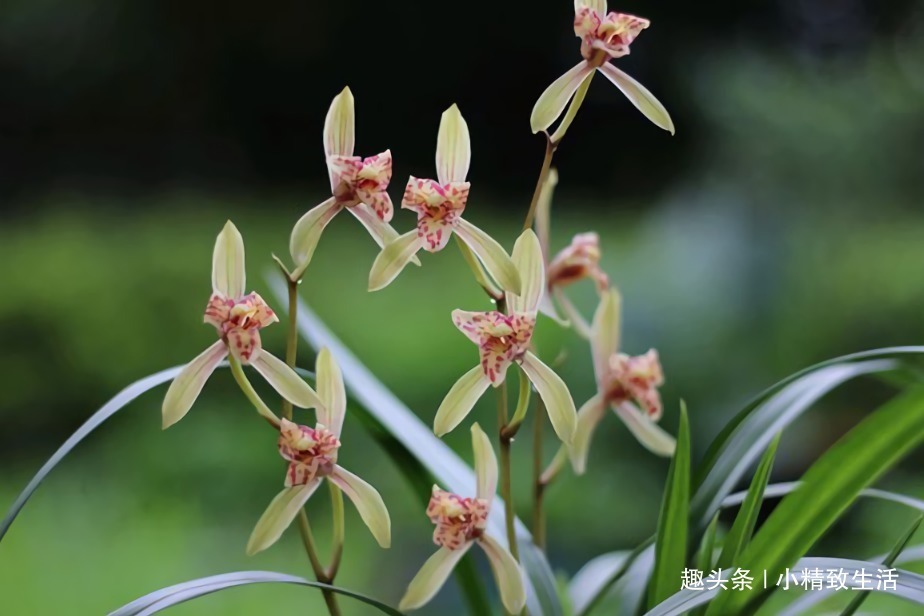 新手养兰花,4个误区别犯,不然好心办坏事,等着收空盆