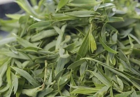 阿司匹林|它是''天然阿司匹林'',清血管、延壽命，現在吃最鮮，錯過會后悔