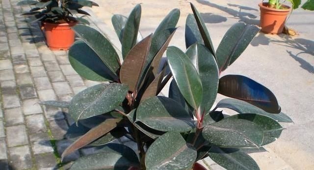 使用硫酸亚铁,“靠谱”方法教给你,植物不黄叶,北方花友都喜欢