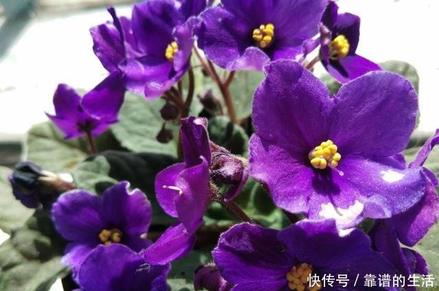 “10种”耐阴花，北阳台也能开花，现在养正是好时候！