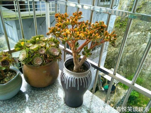 几十个高价花盆,被扔在垃圾桶旁,捡还是不捡?