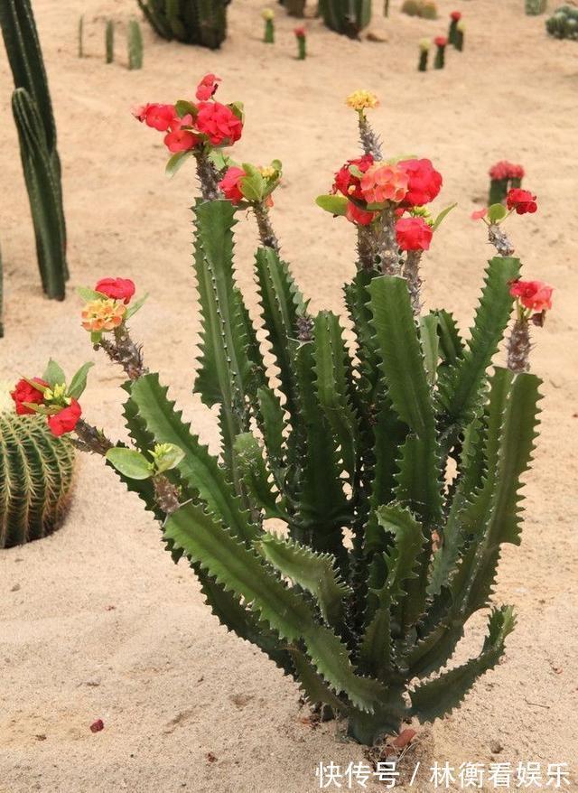 儿时种下一颗仙人掌，10年后，爷爷打来电话，现在2万都不卖！