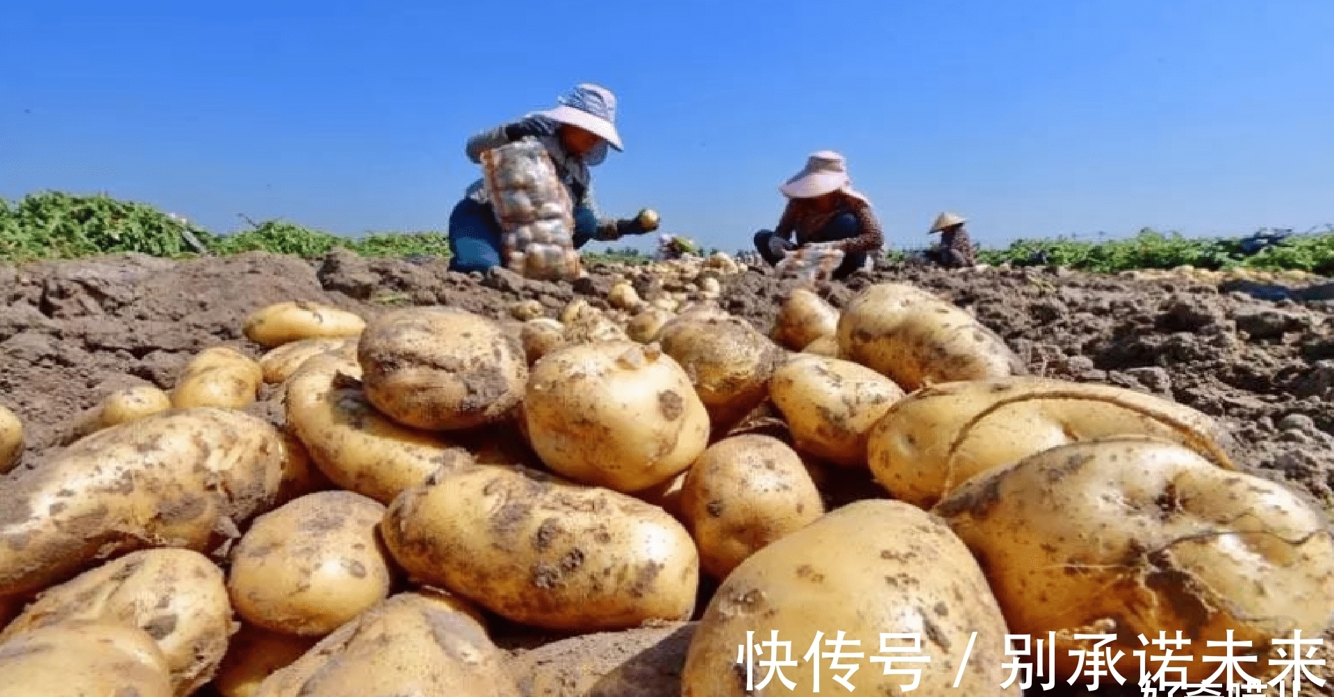 马铃薯|千万不要再微波炉里加热这几种食物,加热后的菠菜马铃薯毒性大发!