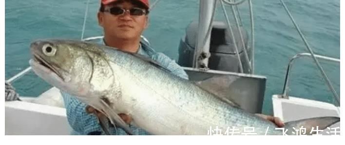 鱼肉|被误解很深的鱼，比马鲛好吃更营养，鱼肉似“千层糕”，我国独有