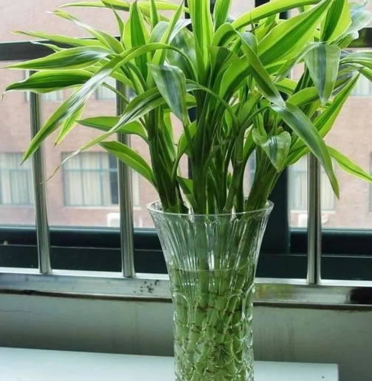 富贵竹四季常绿，这几个知识点要知道，学一学