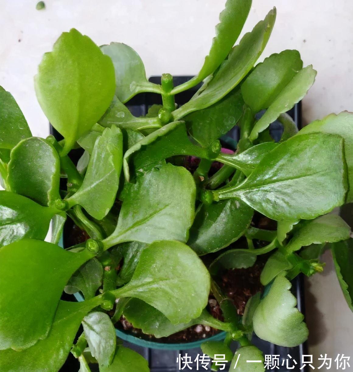 长寿花开成“大花球”,是怎样“炼成的”?5个小技巧,照做就行