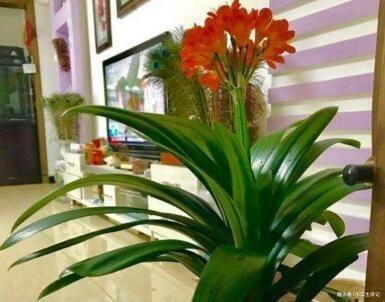 植物油|君子兰是个“小油鬼”,6个月吃一次,叶子宽大,花也多