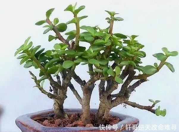 客厅|家中这2种树“很值钱”,个个带“金玉”,气势旺盛,富人都爱养!