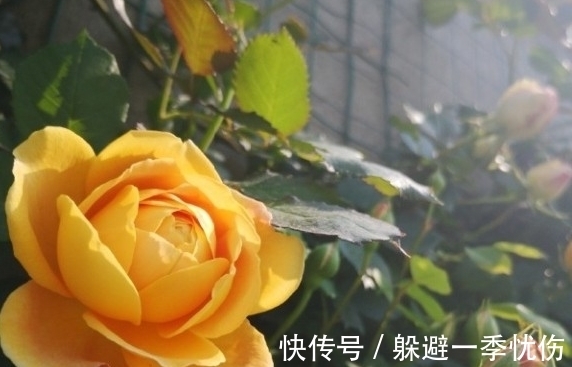 月季药害了怎么办,做好4点防药害,及时干预促生长