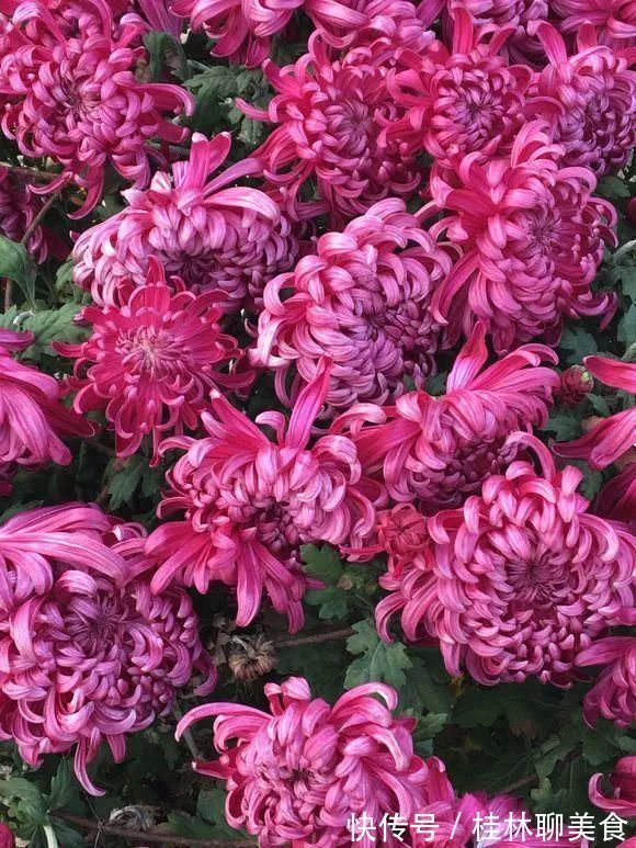 4种花身材不大,花量却怪“吓人”,深秋花开一大片,美翻了